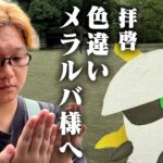 拝啓、色違いメラルバ様。【ポケモンGO】