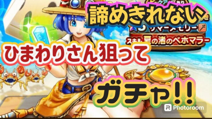 【ドラクエウォーク】【DQW】ひまわりさんが欲しい！ひまわりさん狙って夫婦でガチャっ！