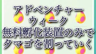 【ポケモンGO】アドベンチャーウィーク 無料孵化装置のみでタマゴを割っていく #shorts