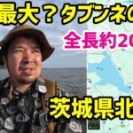 【ポケモンGO】世界一？のタブンネの巣があると聞いて【夏休みSPハスラー茨城横断】