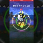 野生のカプ・プルル⁉︎#ポケモンgo