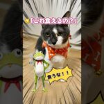 ハロウィンのエリ巻き買ったら、荒野行動のカエルさんみたいになっちゃった🐸🐱(笑) #catsoftiktok #tiktok猫部 #猫のいる暮らし #cat #荒野行動