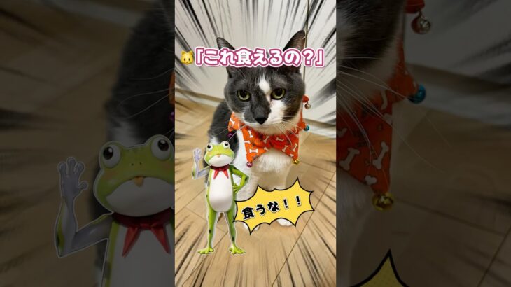 ハロウィンのエリ巻き買ったら、荒野行動のカエルさんみたいになっちゃった🐸🐱(笑) #catsoftiktok #tiktok猫部 #猫のいる暮らし #cat #荒野行動