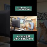 【猫ミーム】スマホ乗り換えしてもフリーズに悩まされる俺氏#ウマ娘プリティーダービー #猫ミーム #shorts