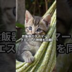 主夫勇者のドラクエウォークあるある６選！その９ #Shorts #猫 #ドラクエウォーク #あるある