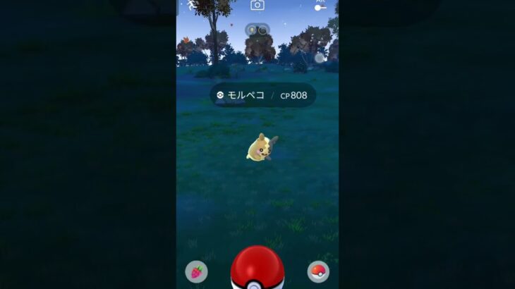 モルペコ６連　#ポケモンgo　#Pokemongo