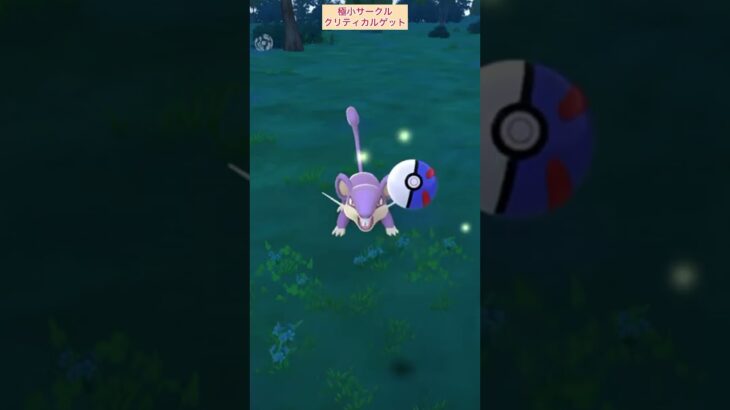 【難易度中】コラッタ極小サークルクリティカルゲット【ポケモンGO】