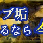 サブ垢作るなら今！【メメントモリ】