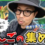 【ポケモンGO】実は・・・今が大チャンスだった！！新アイテム「りんご」を調査せよ！！カジッチュのアメ＆あまーいりんご＆すっぱいりんごの効果的な集め方とは！？【甘い果実】