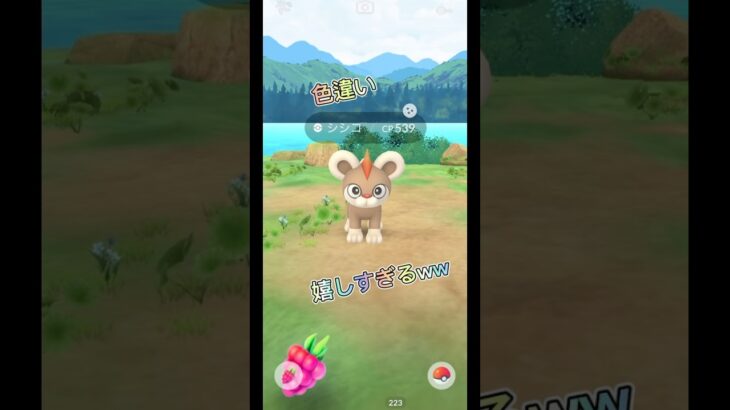 【ポケモンGO】待望の色違いシシコ初捕獲だぁぁ！！にしても可愛すぎる！