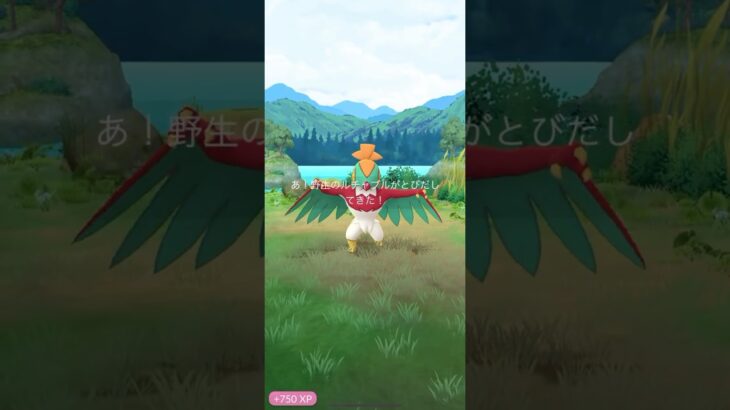 【ポケモンGO】 ルチャブル（通常色） 捕獲動画！！