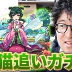 【モンスト】もうちょっとだけ引かせて…猫猫狙いの”薬屋のひとりごと”コラボ追いガチャ【ターザン馬場園】