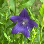 【ケーナ演奏】くま(メメントモリの曲)