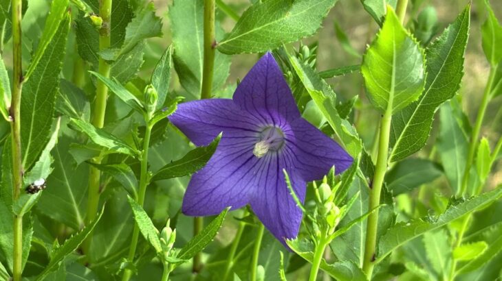 【ケーナ演奏】くま(メメントモリの曲)