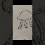 【ドラクエウォーク】何が出るかな75#ドラクエウォーク #愛士照 #お絵かき #お絵かきクイズ #ホワイトボード #shorts