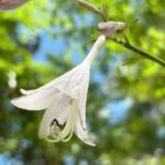 【ケーナ演奏】モノクローム(メメントモリの曲)