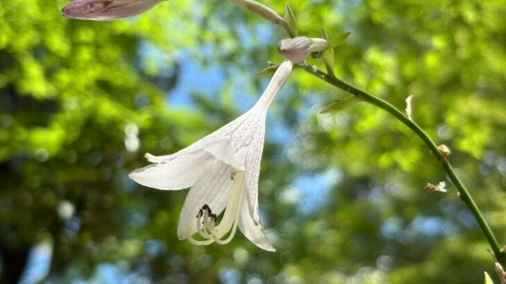 【ケーナ演奏】モノクローム(メメントモリの曲)