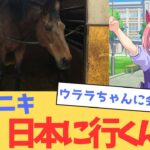 【海外の反応】日本でハルウララに会いたい！【ウマ娘】