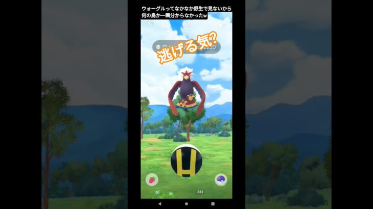 #ポケモンgo ＃ウォーグル＃野生