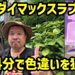 【ポケモンGO】無料分で色違いを狙う！キョダイマックスラプラスのマックスバトルデイ in 大宮駅西口