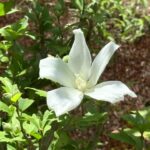 【ケーナ演奏】ラメント(メメントモリの曲)