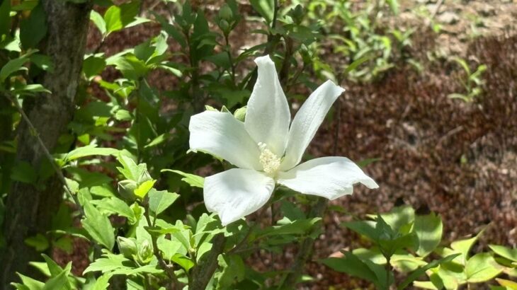 【ケーナ演奏】ラメント(メメントモリの曲)