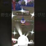 【ポケモンGO】 ペラップ（色違い） 捕獲動画！！