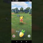 ピカチュウレイド＃ポケモンgo