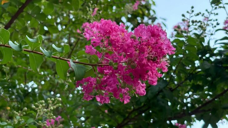 【ケーナ演奏】ユリアザミ(メメントモリの曲)