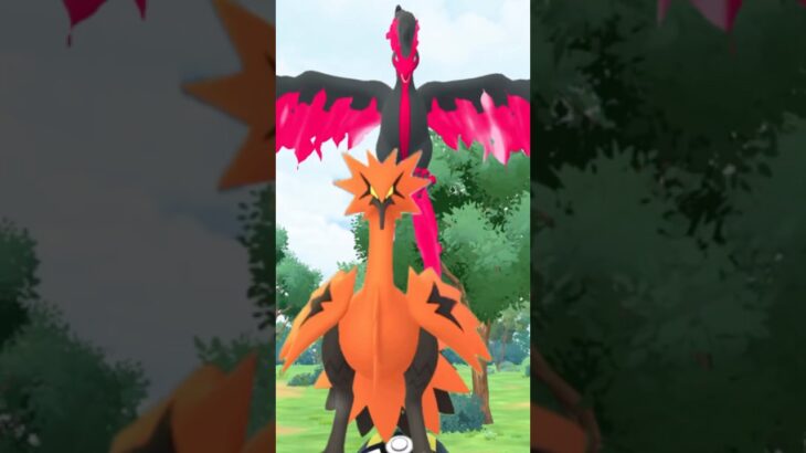 [Pokémon GO] 2 G-Birds in 1 Time! But… 一次兩隻伽勒爾鳥！但是⋯ ガラル鳥が2羽も現れた！でも… #pokemongo #ポケモンgo