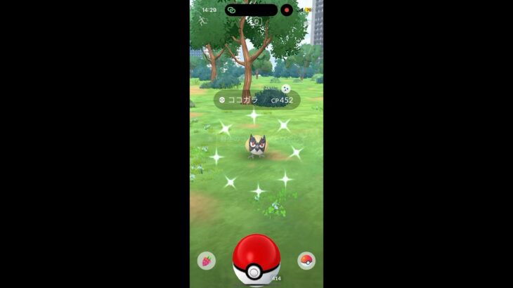 ココガラのコミュディゆるっと参戦してきた！ #ポケモンgo #pokemongo #ポケモン