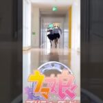 競争するこいぬとrain #shorts #ウマ娘 #ウマ娘プリティーダービー #競争 #競馬