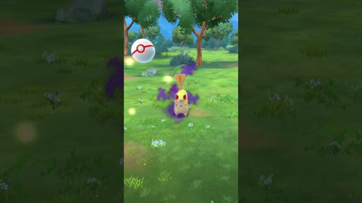 【ポケモンGO】シャドウチコリータ色違い！？　#ポケモン #ポケモンgo #shorts #チコリータ #ゲットチャレンジ