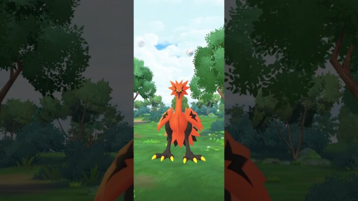 【#ポケモンgo】あぁあぁあぁああ #ガラルサンダー #のびろ