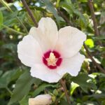 【ケーナ(ケナーチョ)演奏】Fine Day(メメントモリの曲)