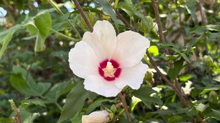 【ケーナ(ケナーチョ)演奏】Fine Day(メメントモリの曲)