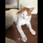 ドラクエウォークしていたらボスではなく必死に泣いて仲間になりたそうな猫と出会いました #cat