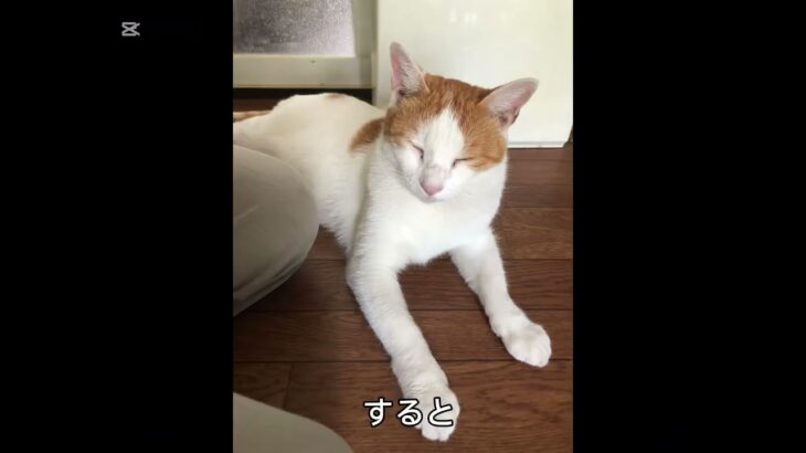 ドラクエウォークしていたらボスではなく必死に泣いて仲間になりたそうな猫と出会いました #cat