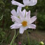 【ケーナ演奏】うらぎりもの(メメントモリの曲)