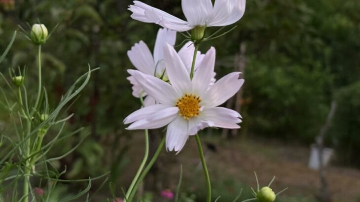 【ケーナ演奏】うらぎりもの(メメントモリの曲)