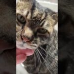 【天使の休息】ひなたぼっこキャッハーーーヽ(=´▽`=)ﾉ #ウマ娘プリティーダービー #アニメ #ウマ娘 #www #japan #cat #omg