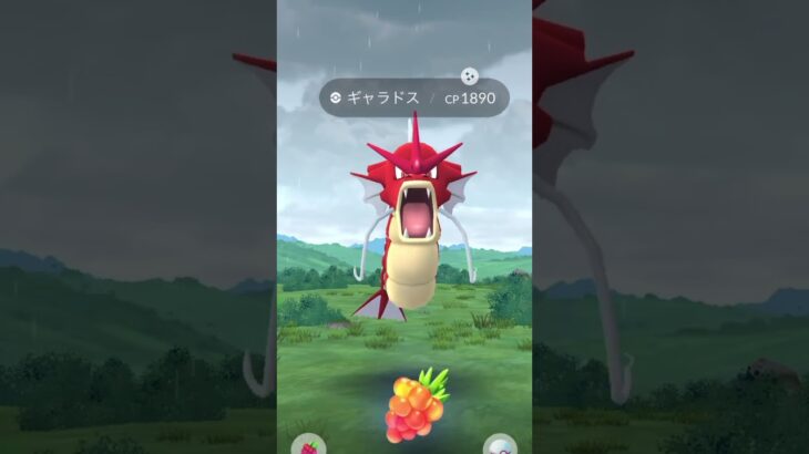 メガギャラドスレイドデイの結果発表✅#ポケモンgo #レイドデイ #shorts#メガ