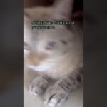 Can you see anything? #🌪️ #ウマ娘プリティーダービー #cat #catshorts #catvideos #fyp #introvert #고양이