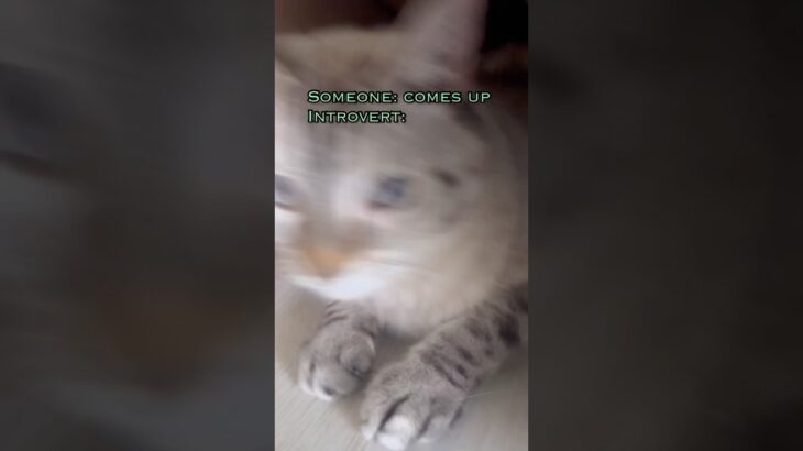 Can you see anything? #🌪️ #ウマ娘プリティーダービー #cat #catshorts #catvideos #fyp #introvert #고양이