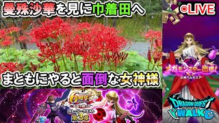 【ドラクエウォークLive】６周年 英雄を継ぐ者 第３章と曼殊沙華を見に巾着田へ【ツイキャス、ニコ生同時配信】