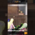 【荒野行動】激戦中の精鋭達に伝説のBGMを付けてみた。ワイルドシリーズ。