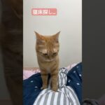 #ウマ娘プリティーダービー #アニメ #ウマ娘 #www #猫かわいい #cat #にゃんグラム #猫のいる暮らし #matercat #cute #猫好きさんと繋がりたい #猫動画 #かわいい猫