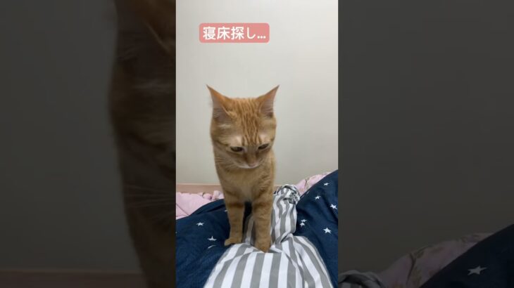 #ウマ娘プリティーダービー #アニメ #ウマ娘 #www #猫かわいい #cat #にゃんグラム #猫のいる暮らし #matercat #cute #猫好きさんと繋がりたい #猫動画 #かわいい猫