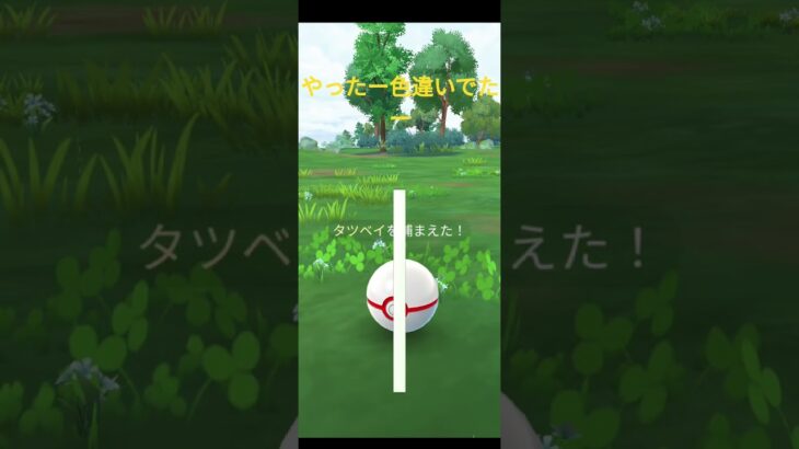 タツベイ#ポケモンgo