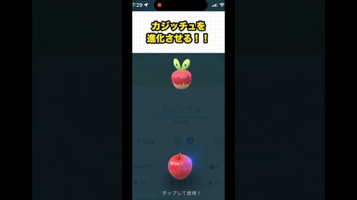 カジッチュにリンゴをあげて進化させる！#ポケモンgo #pokemongo #shorts
